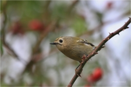 <p>KRÁLÍČEK OBECNÝ (Regulus regulus) /Coldcrest - Wintergoldhähnchen/</p>